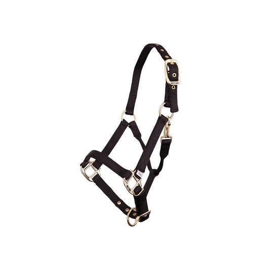 BR Halter Foal