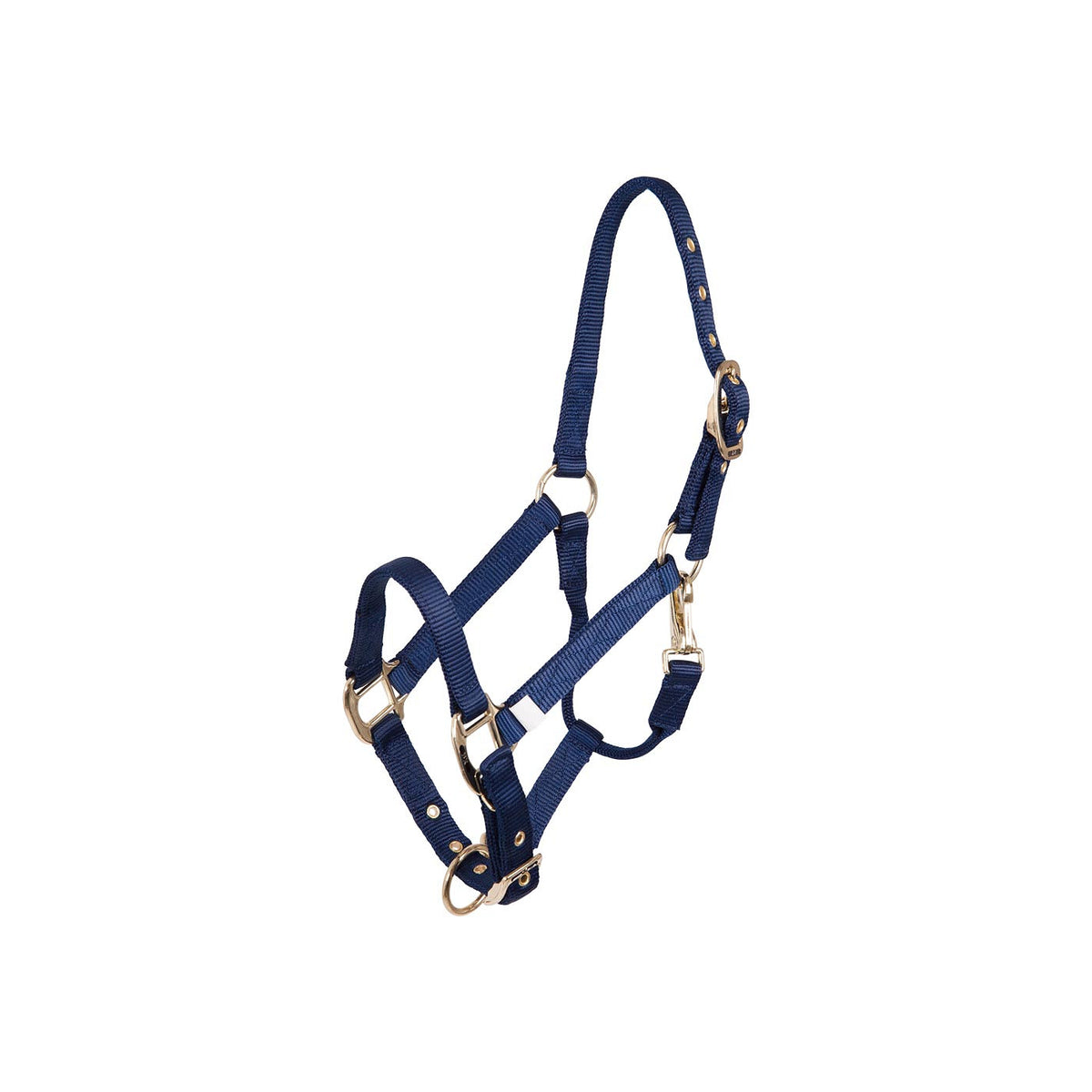 BR Halter Foal