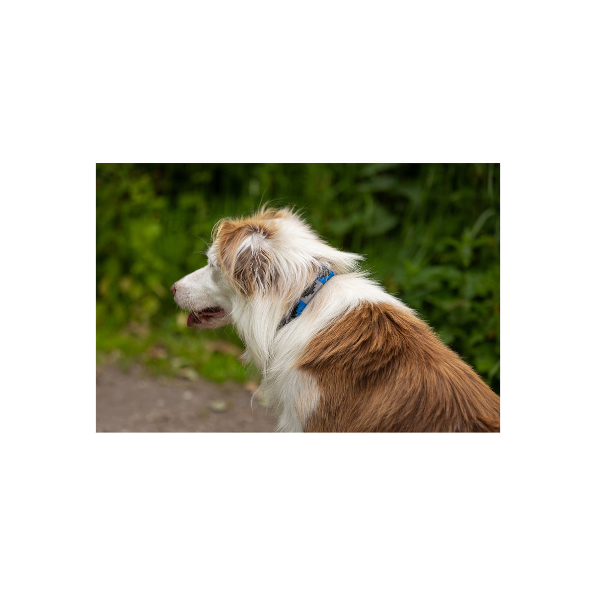 BR Dog Collar