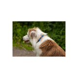 BR Dog Collar