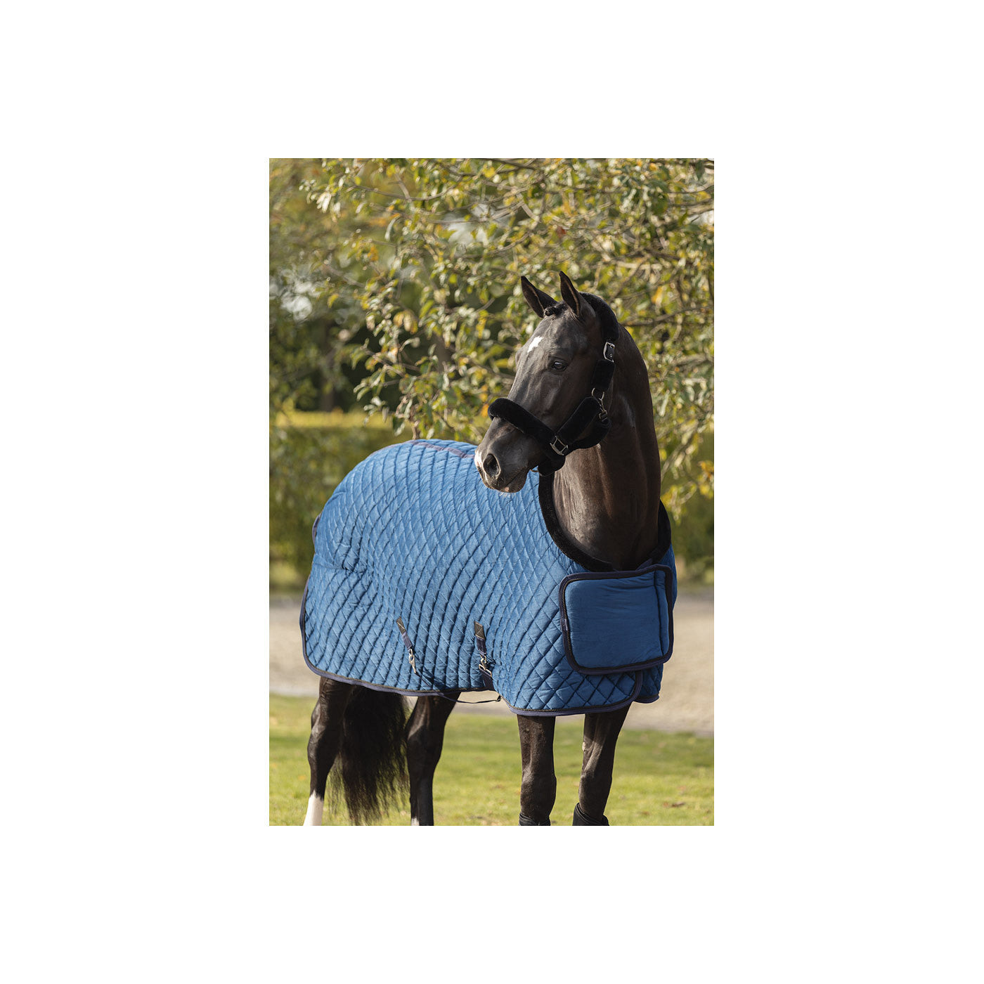 ANKY Show Rug Velvet ATB23011